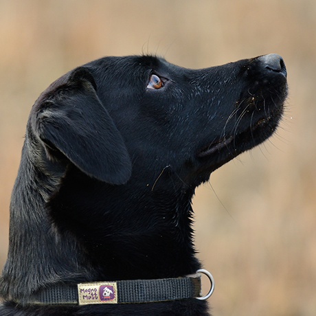 Magnetic Dog Collar